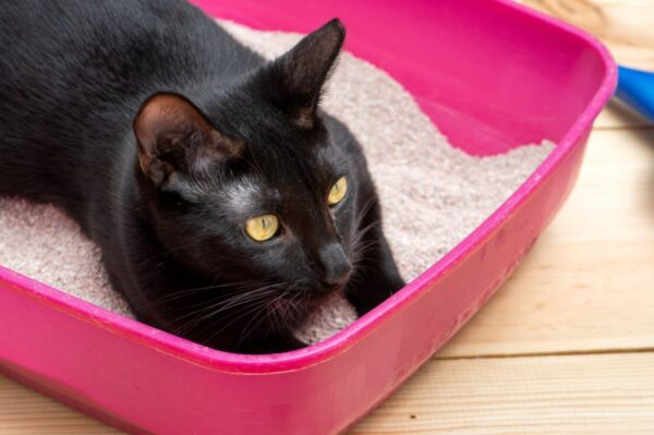 inteligentna kuweta dla kota