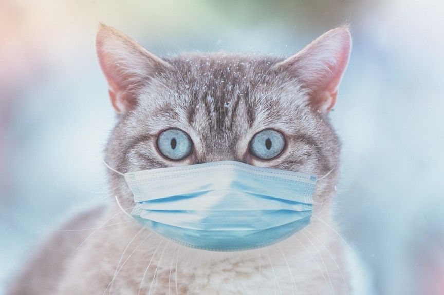 wizyta u weterynarza w czasie pandemii