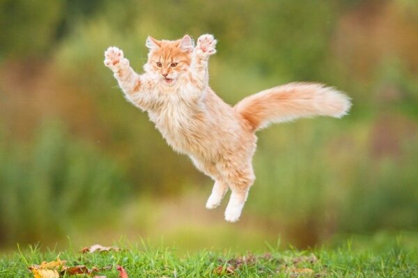 kot spada na cztery łapy