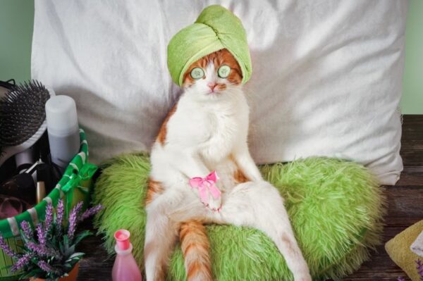 salon piękności dla kotów