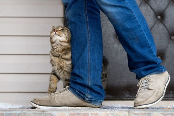 dlaczego kot wchodzi pod nogi