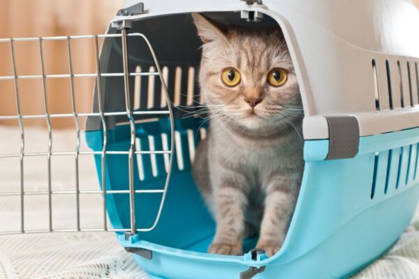 Kot z Kataru zamieszka u angielskiego piłkarza