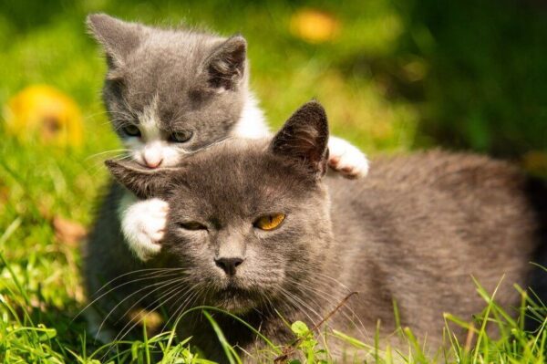 jakim ojcem jest kot