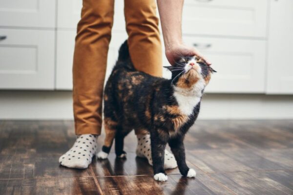 zrobić dla swojego kota