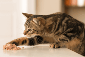 obsesja kota na punkcie jedzenia