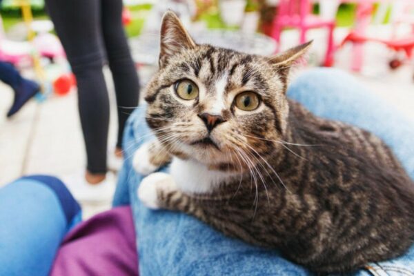 czy kot wie, że go kocham