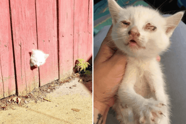 kotek utknął w płocie