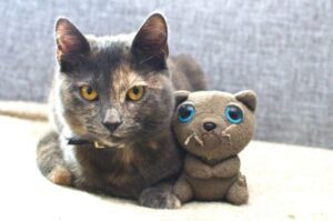 kotka Pixie
