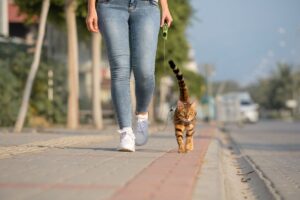 kotopsy rasy kotów zachowujące się jak psy