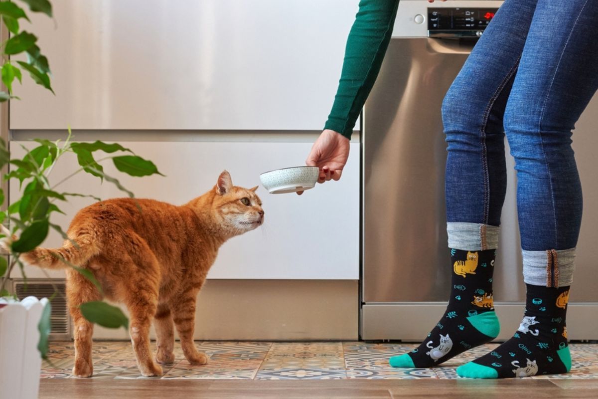 czy dieta roślinna może być zdrowsza dla kota