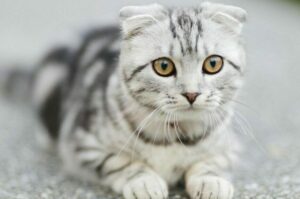 Czy kot też potrzebuje interaktywnych zabawek?
