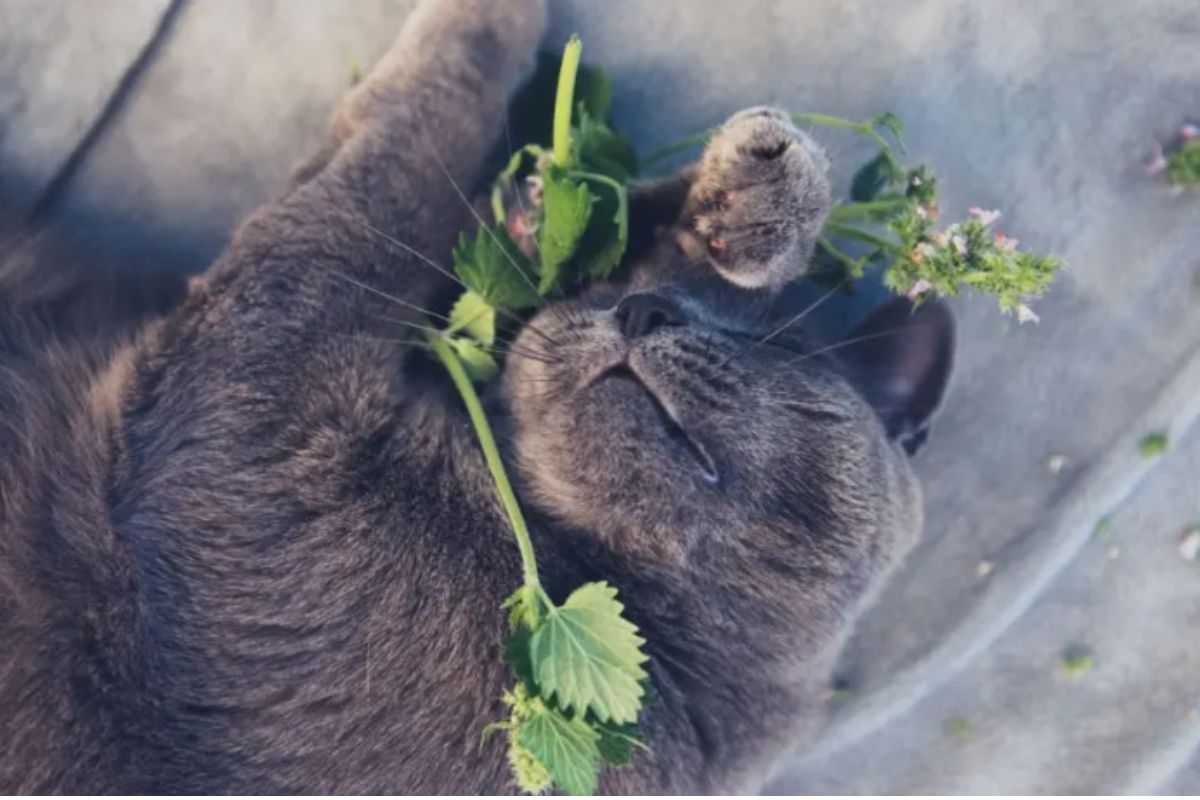 koty żują kocimiętkę