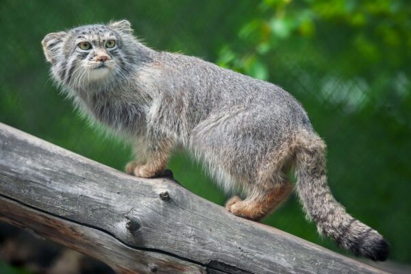 manul stepowy walka o tytuł