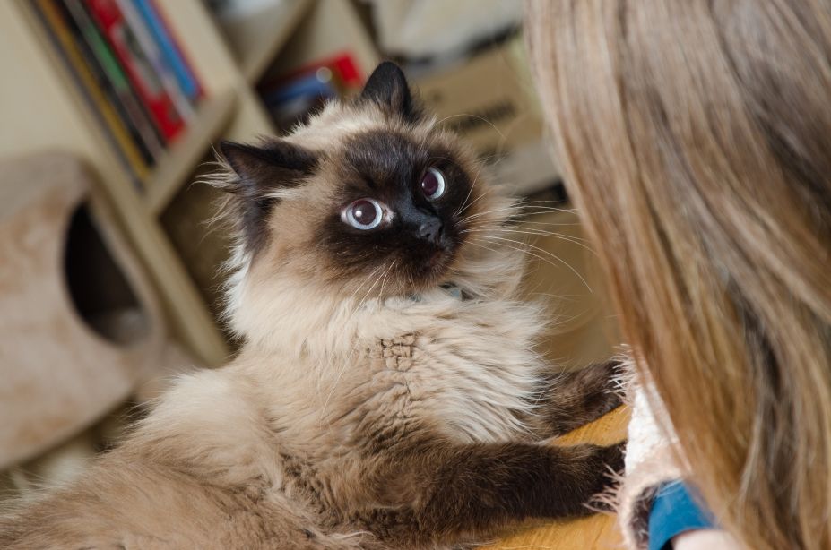 neurotyczny kot neurotyzm u kota