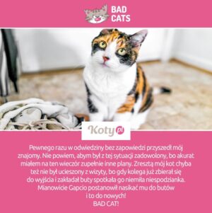 bad cat