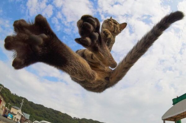kot Ninja