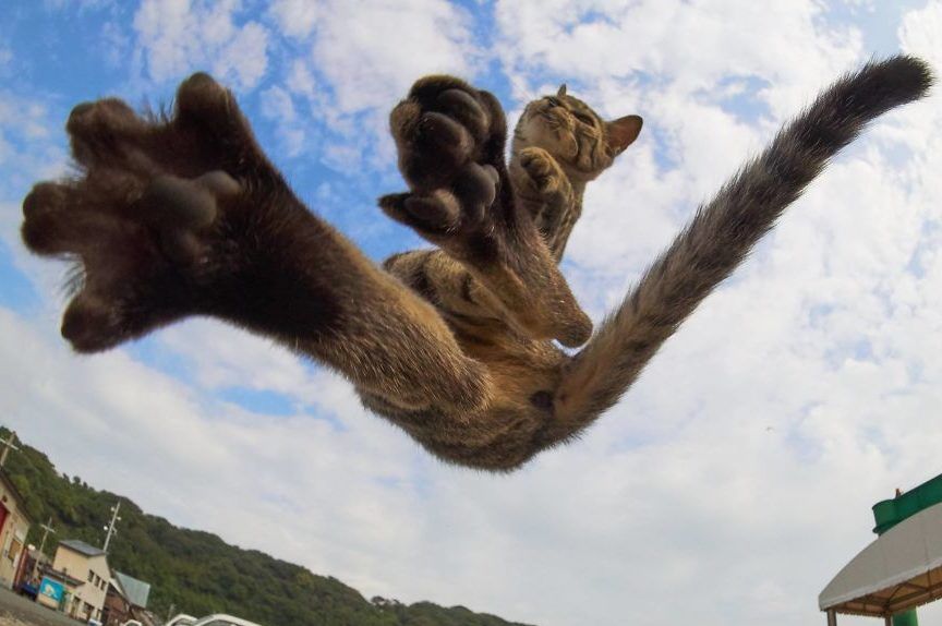 kot Ninja