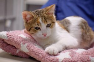 panleukopenia u kotów