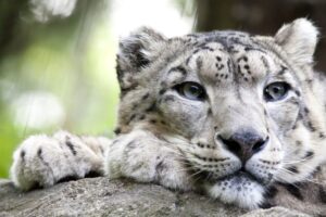 wwf dla pantery śnieżnej