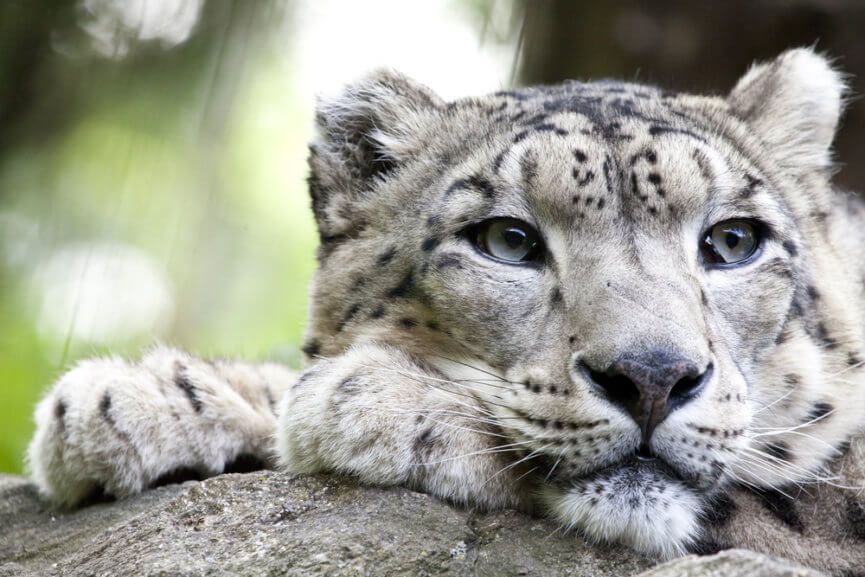 wwf dla pantery śnieżnej