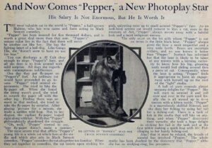 pepper the cat