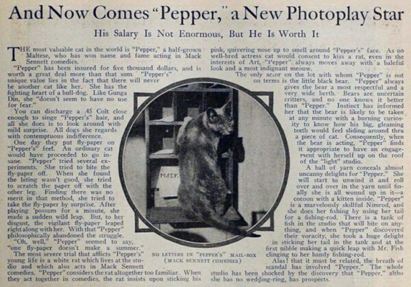 pepper the cat