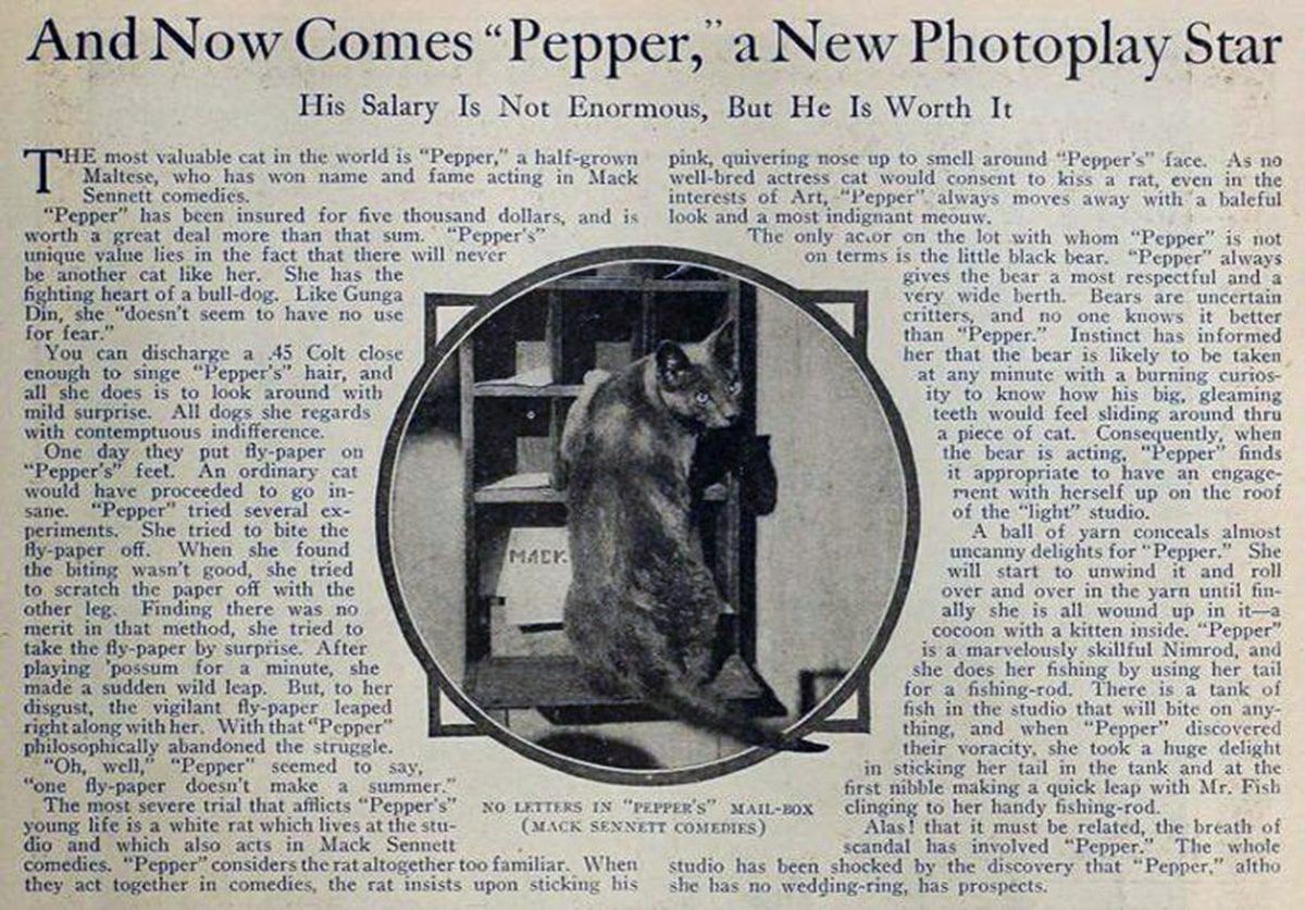 pepper the cat