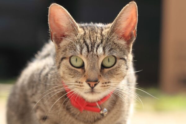 obroża poparzyła kota