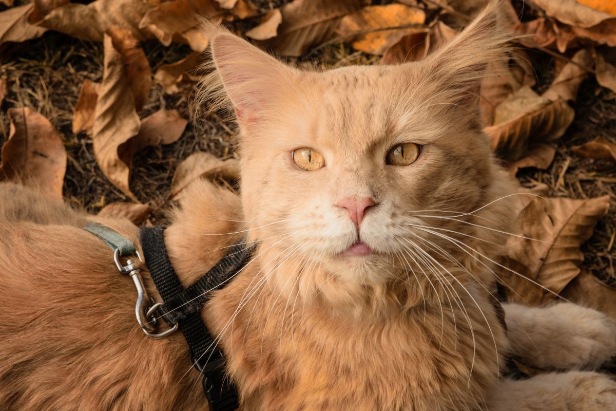 maine coon rasy kotów które zniosą chłód