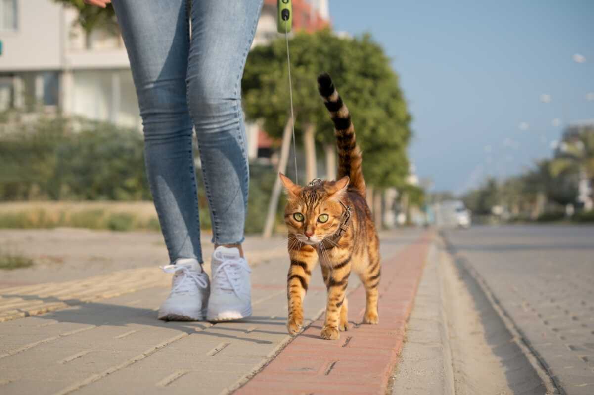 rasy kotów na spacer