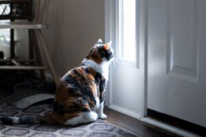 lekartstwa na kocia samotnosc
