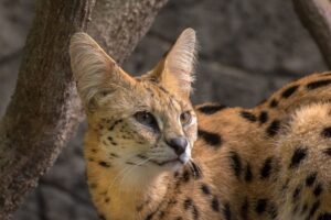 serwal odurzony kokainą