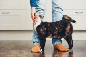Felinoterapia