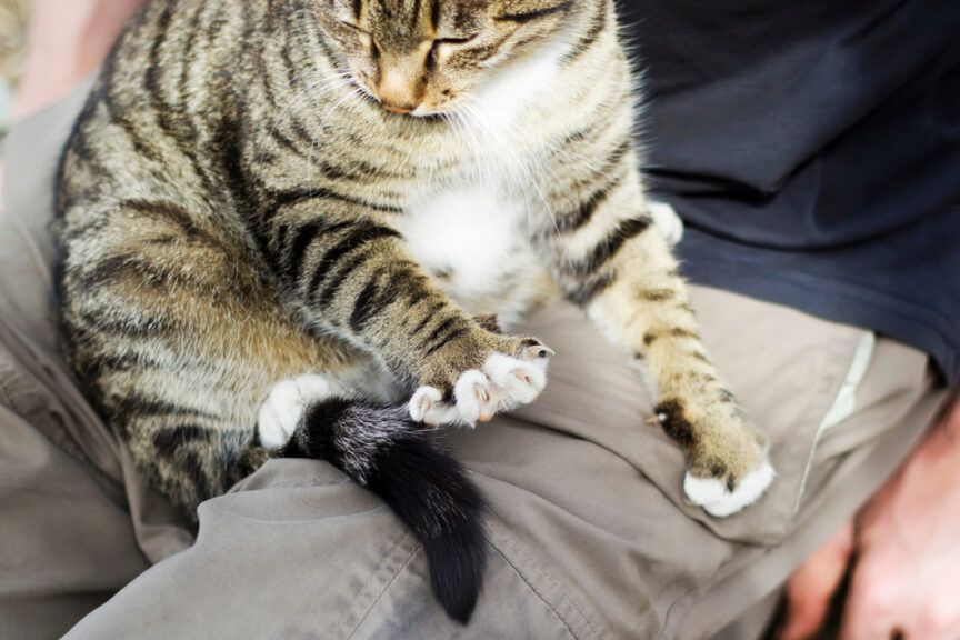Dlaczego kot drapie podczas ugniatania