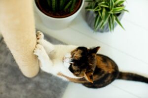 jak zrobić drapak dla kota