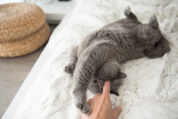 co najbardziej kochamy w byciu kocimi opiekunami