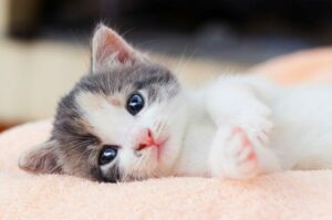 Fur Baby