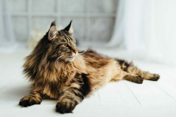 portki i kryza u kota