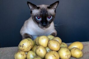 czy koty mogą jeść ziemniaki