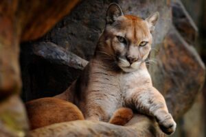 puma