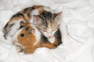 adopcja w pakiecie