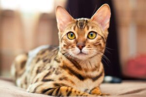 kot bengalski