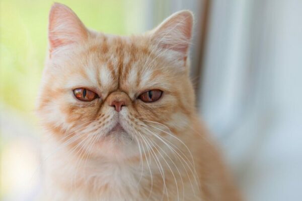 brachycefaliczne rasy kotów