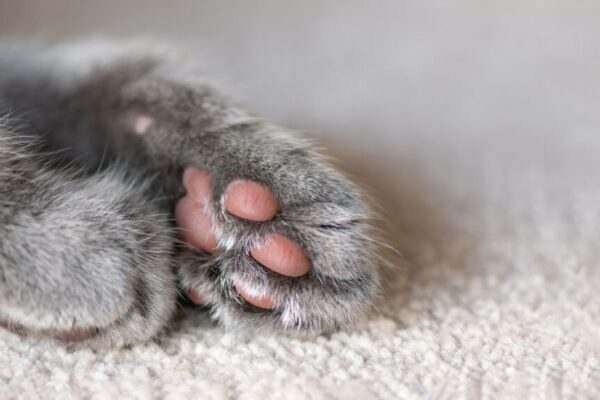 łapki kota są zimne