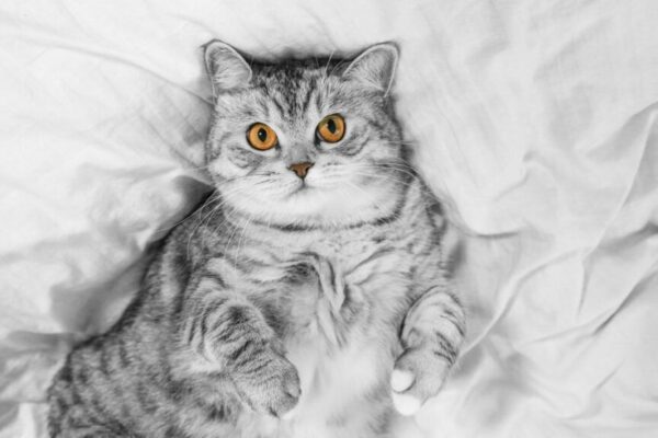 reklama Whiskas
