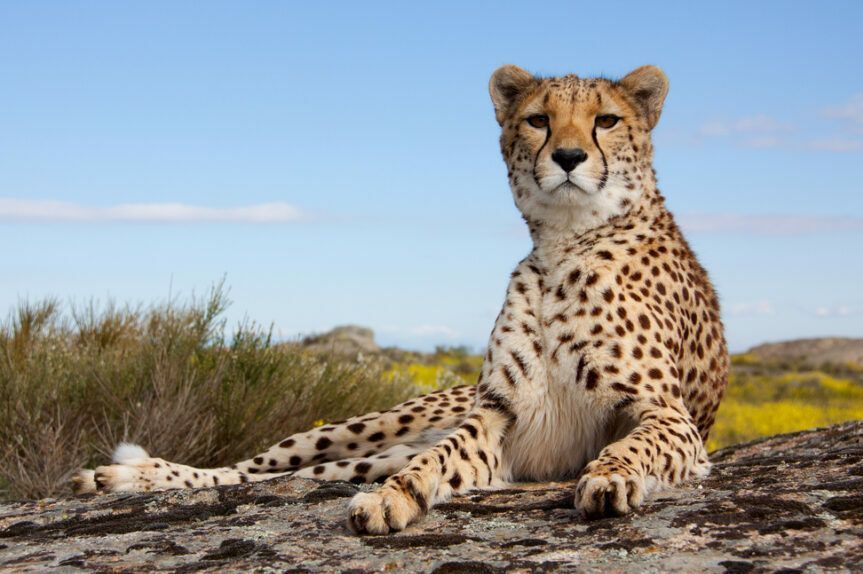 gepard