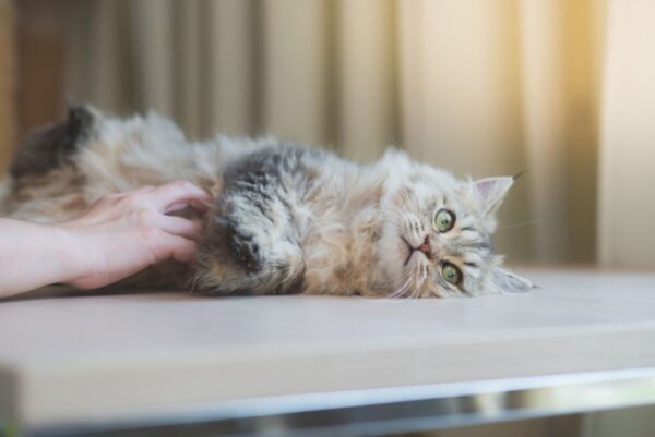 dlaczego koty nie lubią głaskania po brzuchu