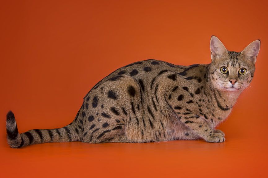 kot savannah