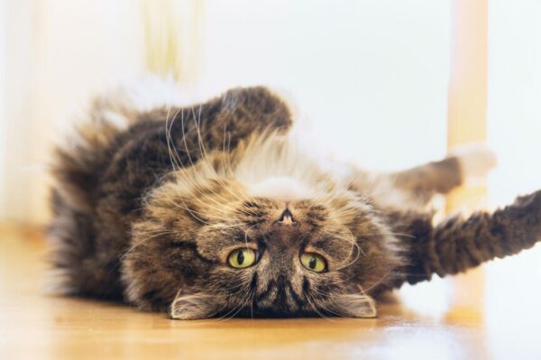 dlaczego kot śpia na plecach