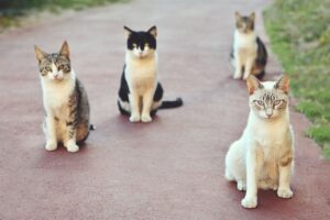 Cztery koty siedzą na drodze i patrzą w stronę obiektywu